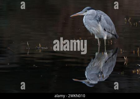 Ein Graureiher (Ardea cinerea) in einem See in einem Park in Kanagawa, Japan. Stockfoto