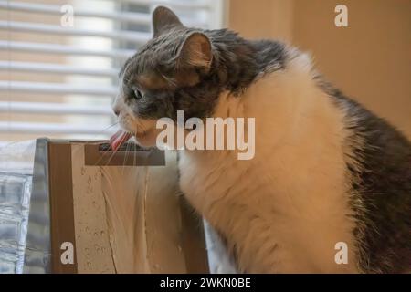 Cailou, eine grau-weiße Hauskatze, die mit der Zunge aus seinem Katzenbrunnen trinkt, an einem schattigen Fenster in St. Paul, Minnesota, USA. Stockfoto