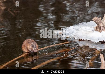 Vadnais Heights, Minnesota. Regionalpark Vadnais Lake. Ein Muskrat, Ondatra zibethicus, der kleine Zweige isst, während er sich auf einem Zweig in einem Bach im ruht Stockfoto