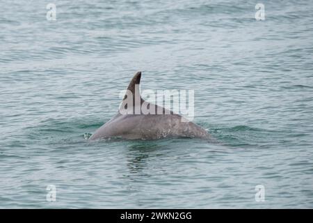 Dana Point, Kalifornien. Kurzschnabeldelfin, Delphinus delphis, schwimmt im Pazifik und zeigt Flosse Stockfoto