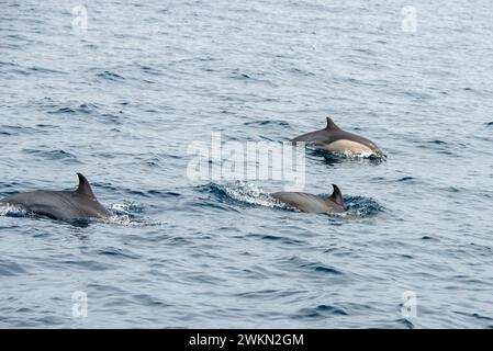 Dana Point, Kalifornien. Eine Gruppe von gewöhnlichen Delfinen, Delphinus delphis, die im Pazifischen Ozean schwimmen Stockfoto