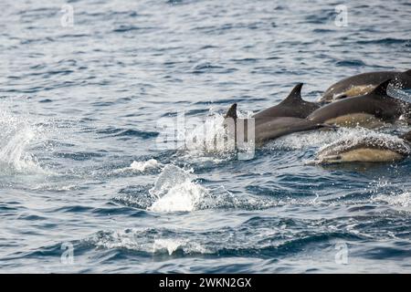 Dana Point, Kalifornien. Eine Gruppe von gewöhnlichen Delfinen, Delphinus delphis, die im Pazifischen Ozean schwimmen Stockfoto