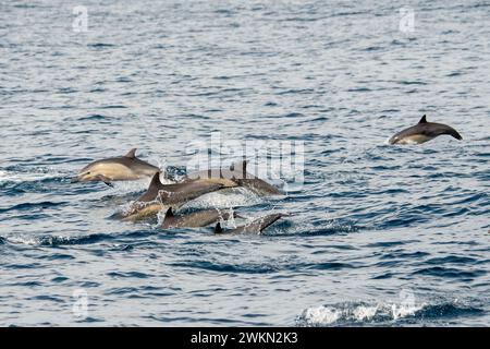 Dana Point, Kalifornien. Eine Gruppe von gewöhnlichen Delfinen, Delphinus delphis, die im Pazifischen Ozean schwimmen Stockfoto