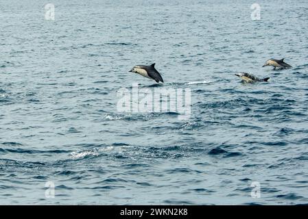 Dana Point, Kalifornien. Eine Gruppe von gewöhnlichen Delfinen, Delphinus delphis, die im Pazifischen Ozean schwimmen Stockfoto