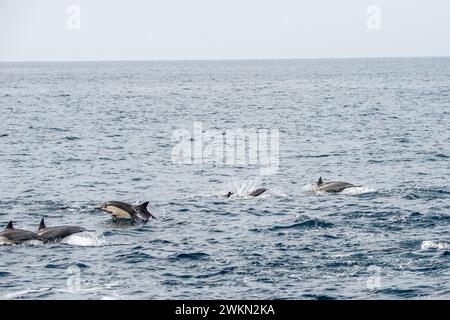 Dana Point, Kalifornien. Eine Gruppe von gewöhnlichen Delfinen, Delphinus delphis, die im Pazifischen Ozean schwimmen Stockfoto