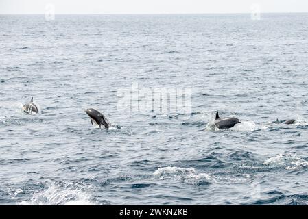 Dana Point, Kalifornien. Eine Gruppe von gewöhnlichen Delfinen, Delphinus delphis, die im Pazifischen Ozean schwimmen Stockfoto