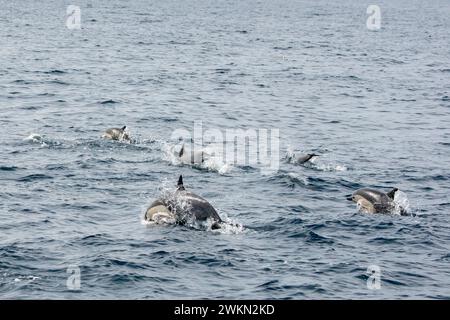 Dana Point, Kalifornien. Eine Gruppe von gewöhnlichen Delfinen, Delphinus delphis, die im Pazifischen Ozean schwimmen Stockfoto