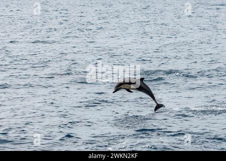 Dana Point, Kalifornien. Kurzschnabeldelfin, Delphinus delphis, der aus dem Wasser im Pazifischen Ozean springt Stockfoto