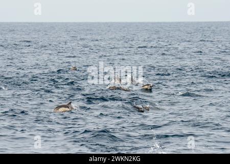 Dana Point, Kalifornien. Delphinus delphis, eine Gruppe von Kurzschnabeldelfinen, die im Pazifischen Ozean schwimmen Stockfoto