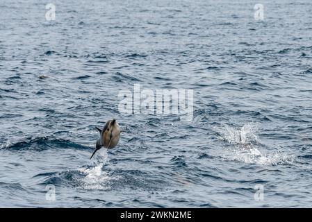 Dana Point, Kalifornien. Kurzschnabeldelfin, Delphinus delphis, der aus dem Wasser im Pazifischen Ozean springt Stockfoto