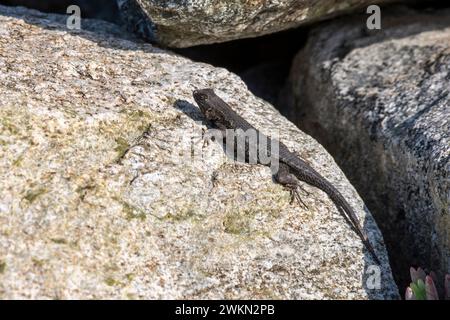 Laguna Beach, Kalifornien. Westliche Zaunechse, Sceloporus occidentalis sonnt sich auf einem Felsen am Strand. Stockfoto