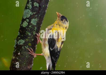 Vadnais Heights, Minnesota. Spinus tristis, der männliche amerikanische Goldfink, beginnt sich in sein Wintergefieder zu verwandeln. Stockfoto