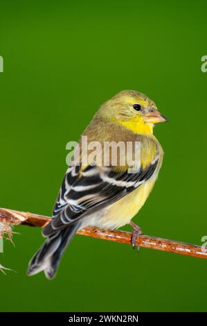 Vadnais Heights, Minnesota. Nahaufnahme einer erwachsenen Zuchtweiblichkeit des amerikanischen Goldfinks, Spinus tristis, der auf einem Ast mit grünem Hintergrund thront. Stockfoto