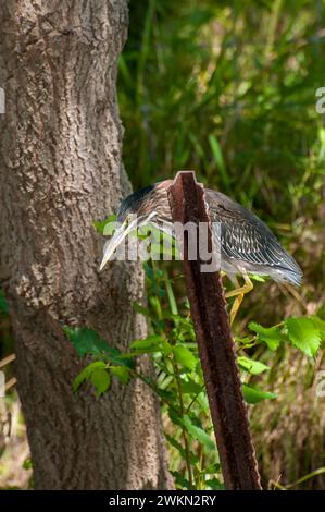 Vadnais Heights, Minnesota. John H. Allison Forest. Ein grüner Reiher, Butorides virescens jagt von einem rostigen Stock im Wald. Stockfoto