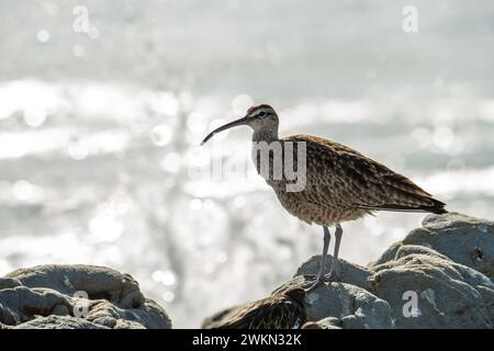 Laguna Beach, Kalifornien. Ein Whimbrel, Numenius phaeopus, der auf einem Felsen auf dem Pazifik steht. Stockfoto