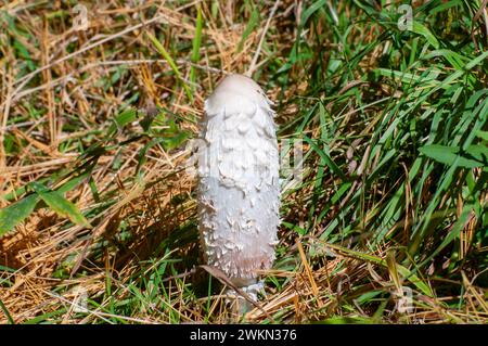 Vadnais Heights, Minnesota. John H. Allison Forest. Nahaufnahme einer Shaggy Mähne, Coprinus comatus Pilz, der im Boden wächst. Stockfoto