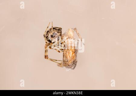 Lansing; Kansas. Common House Spider; Parasteatoda tepidariorum; Fütterung von einem eingewickelten Insekt. Stockfoto