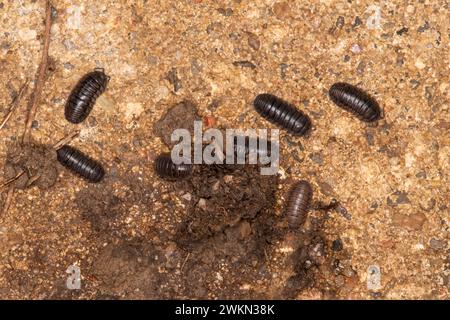 Lansing, Kansas. Armadillidium nasatum ist eine Art von Pillenholzläusen. Es spielt eine wichtige Rolle beim Abbau von Pflanzenmaterial und Stockfoto