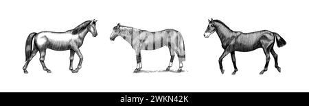 Eine Reihe von Pferden in verschiedenen Posen auf weißem Hintergrund. Handgezeichnetes Tier. Skizze mit Holzschnitt. Vektorgravierte Illustration für Logo und Tattoo Stock Vektor