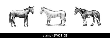 Eine Reihe von Pferden in verschiedenen Posen auf weißem Hintergrund. Handgezeichnetes Tier. Skizze mit Holzschnitt. Vektorgravierte Illustration für Logo und Tattoo Stock Vektor