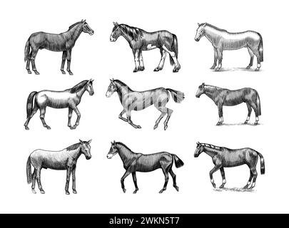 Eine Reihe von Pferden in verschiedenen Posen auf weißem Hintergrund. Handgezeichnetes Tier. Skizze mit Holzschnitt. Vektorgravierte Illustration für Logo und Tattoo Stock Vektor