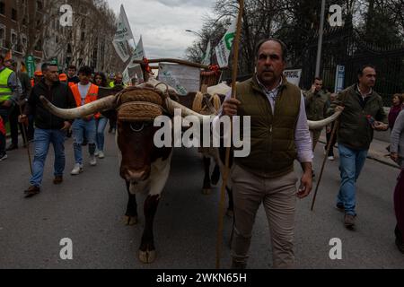 Madrid, Spanien. Februar 2024. Ein Mann führt ein Ochsenpaar während einer Demonstration an. Hunderte von Traktoren aus ganz Spanien sind nach Madrid gereist, um eine Demonstration von Bauern und Viehzüchtern vor dem Ministerium für Landwirtschaft, Fischerei und Ernährung im Zentrum von Madrid abzuhalten. Quelle: SOPA Images Limited/Alamy Live News Stockfoto