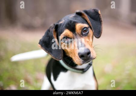 Ein dreifarbiger Beagle-Hund, der draußen steht und den anschaut Kamera mit Kopfneigung Stockfoto