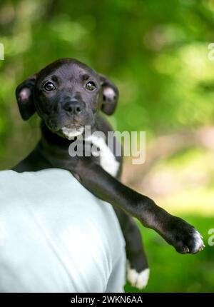 Ein junger schwarz-weißer Retriever x Terrier-Welpe, der über die Schulter einer Person gehalten wird Stockfoto