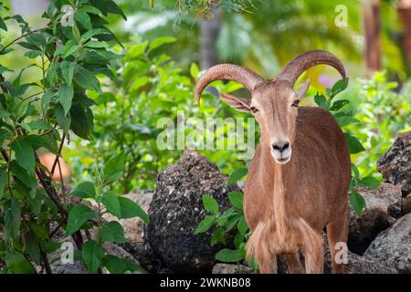 Wunderschöne Ziege mit großen Hörnern umgeben von Pflanzen in der Natur blickt in Richtung Kamera Stockfoto