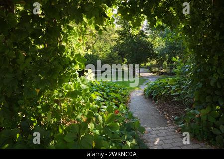 Pflasterstein- und Kiesweg durch die natürliche Laube des Kletterns Vitis - im Sommer hängen die Weinstöcke von hölzernen Pergolen, öffentlicher Garten Centre de la Nature. Stockfoto