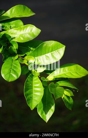 Crescentia cujete Blätter mit natürlichem Hintergrund. Auch Calabash-Baum genannt Stockfoto