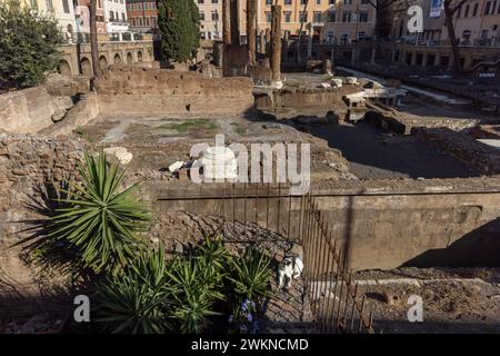 Das Katzenschutzgebiet inmitten der Ruinen in Rom, Italien, wo youÕll gut gepflegte Katzen finden, die in den Ruinen leben, die als heiliges Gebiet von Largo Argentina bekannt sind Stockfoto