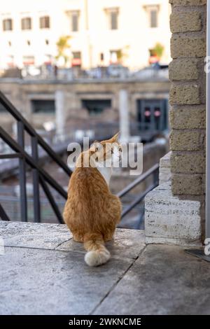 Das Katzenschutzgebiet inmitten der Ruinen in Rom, Italien, wo youÕll gut gepflegte Katzen finden, die in den Ruinen leben, die als heiliges Gebiet von Largo Argentina bekannt sind Stockfoto