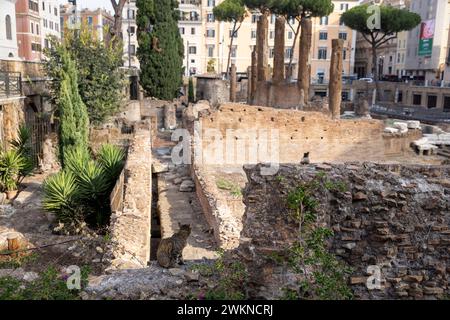 Das Katzenschutzgebiet inmitten der Ruinen in Rom, Italien, wo youÕll gut gepflegte Katzen finden, die in den Ruinen leben, die als heiliges Gebiet von Largo Argentina bekannt sind Stockfoto