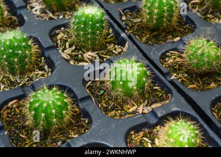 Mini-Kakteen im Topf, Kakteen-Pflanzen-Laden. Minikaktus als Hintergrund. Wunderschöner farbenfroher Gymnocalycium-Kaktus. Vertikales Foto, Draufsicht. Stockfoto