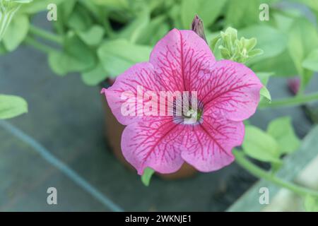 Ein Nahaufnahme einer lebendigen Surfinia-Blume in voller Blüte in Innenräumen Stockfoto