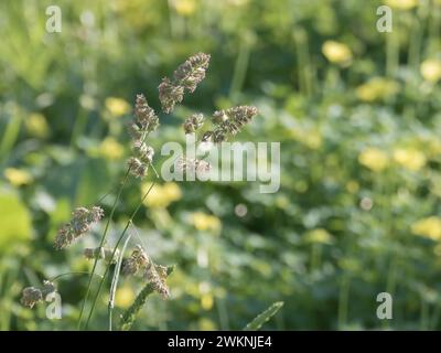 Nahaufnahme der Dactylis glomerata, auch bekannt als Streuobstwiesen, die auf einer sonnigen Wiese wachsen Stockfoto