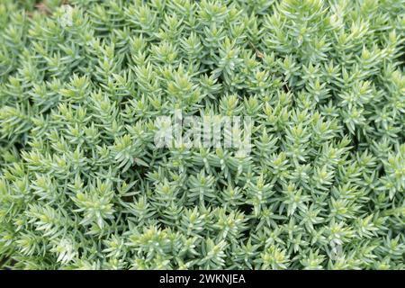 Nahaufnahme des Sedumreflexums, auch bekannt als Steinpilz, der im Freien wächst Stockfoto
