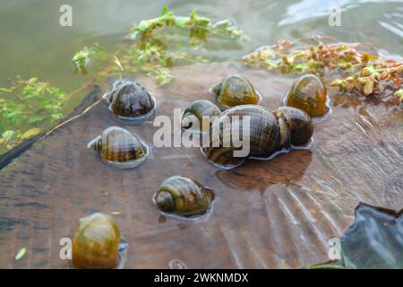 Amphibien, nämlich goldene Schnecken, die in einem Felsen liegen und Eier legen Stockfoto