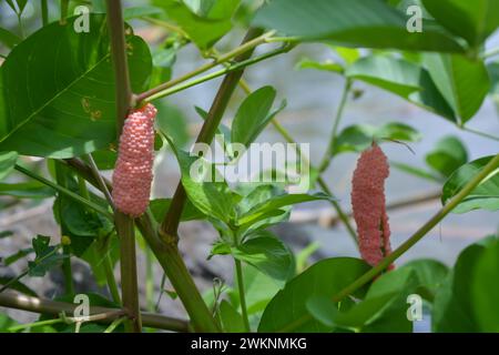 Amphibien, nämlich goldene Schnecken, die in einem Felsen liegen und Eier legen Stockfoto