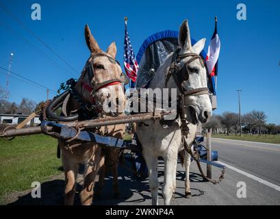 Prairie View, Texas, USA. Februar 2024. Maultiere Blue und Red ziehen 67 während der jährlichen Prairie View Trail Riders Association (PVTRA) auf ihrer 100 km langen Reise von Hempstead, TX nach Houston für die jährliche Houston Livestock Show und das Rodeo in Houston TX vom 27. Februar bis 17. März den Lead Covered Wagon. Die PVTRA wurde 1957 gegründet und hat zum Ziel, das landwirtschaftliche Interesse junger Amerikaner zu fördern und jene Prinzipien und Methoden zu verewigen, die als ideale und Traditionen der westlichen Welt sowie als schwarzes westliches Erbe angesehen wurden. Es dient als Boos Stockfoto