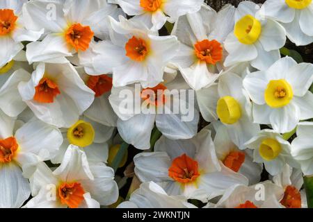 Weiße Narzisse Blumen in Blüte Stockfoto