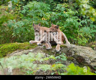 Eurasischer Luchs (Lynx Luchs) weiblich, Mutter und zwei Jungtiere auf einem Felsen, Deutschland Stockfoto