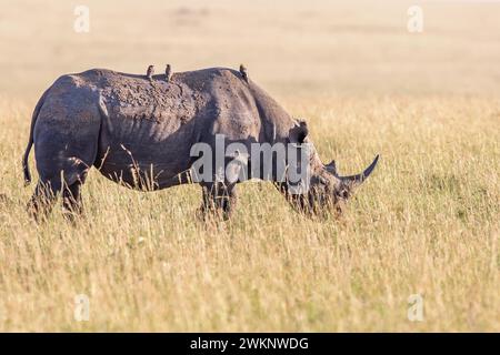 Schwarzes Nashorn (Diceros bicornis) mit Gelbschnabeloxspecht (Buphagus africanus) auf dem Rücken in der Grassavanne in Afrika, Maasai Mara Stockfoto