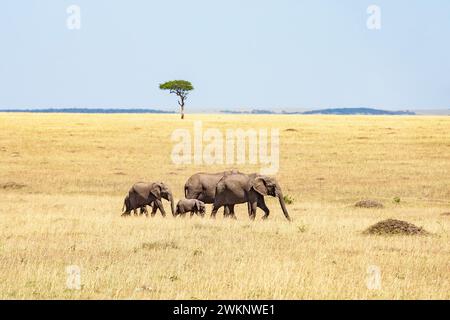 Ein einzelner Baum in der Savannenlandschaft mit einem Elefanten (Loxodonta africana), der auf der Savanne in Afrika, Maasai Mara, Kenia, spaziert Stockfoto