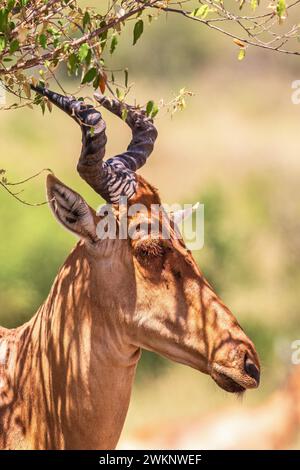 Hartebeest (Alcelaphus buselaphus) mit großem Horn im Schatten auf der afrikanischen Savanne, Maasai Mara, Kenia Stockfoto