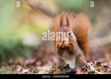 Ein braunes eurasisches Eichhörnchen (Sciurus vulgaris) isst eine Nuss zwischen Herbstblättern, Hessen, Deutschland Stockfoto