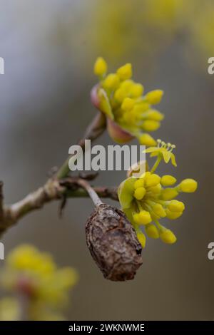 Kornelkirsche (Cornus MAS) blühen im frühen Frühjahr und getrocknete Kirschfrüchte aus dem Vorjahr, Schwäbisch Hall, Neubeginn, Vergänglichkeit Stockfoto