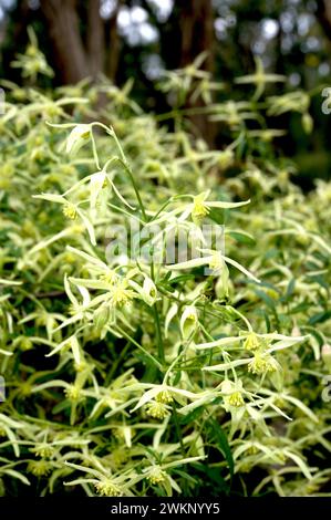 Clematis in Europa ist ein Kletterer mit spektakulären Blumen - unsere einheimische Clematis (Clematis Aristata) ist bescheidener, mit Massen weißer Blumen. Stockfoto