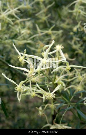 Clematis in Europa ist ein Kletterer mit spektakulären Blumen - unsere einheimische Clematis (Clematis Aristata) ist bescheidener, mit Massen weißer Blumen. Stockfoto